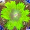 ULTRA GREEN Rock Flower anemone RARE (США Флорида) Ультра зеленый американский анемон