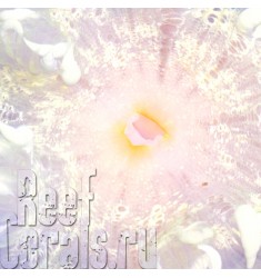 ULTRA WHITE Rock Flower anemone RARE (США Флорида) Ультра Белый Американский анемон