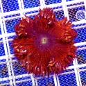 ULTRA RED Rock Flower anemone RARE (США Флорида) Ультра красный американский анемон