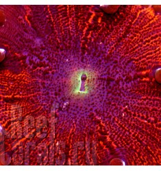 ULTRA RED Rock Flower anemone RARE (США Флорида) Ультра красный американский анемон