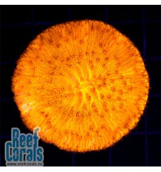 Fungia Sp. ULTRA Orange Фунгия