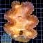 Tridacna Squamosa Тридакна Сквамоза 14-17 см