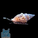 Caribbean Nassarius Snail Улитка