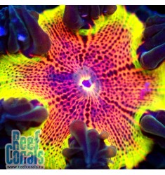 ULTRA Rock Flower Anemone Анемон