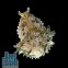 Заяц морской Долабелла Dolabella auricularia