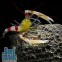 Креветка-боксер занзибарская Stenopus zanzibaricus