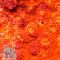Aussie chalice coral ULTRA RED Чалис