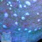 Echinophyllia Sp. Aussie chalice coral Aqua Blue Чалис