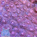 Сhalice coral ULTRA PINK Чалис