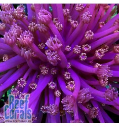 Goniopora sp. Purple goni Гониопора фиолетовая