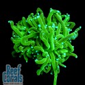 Euphyllia glabrescens Ultra Green Эуфиллия