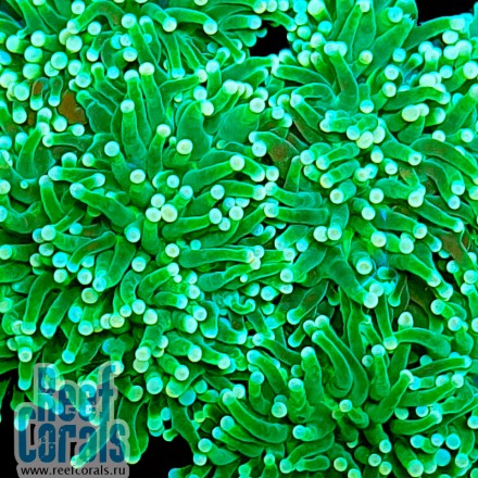 Euphyllia glabrescens Ultra Green tip Эуфиллия факельная Ультра зеленая