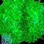 Euphyllia glabrescens Ultra Green Эуфиллия факельная зеленая