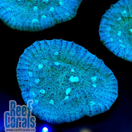 Echinophyllia Sp. Aussie Aqua Blue Chalice coral Чалис Австралия