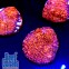 Echinophyllia Sp. Cotton Candy Chalice coral Чалис Австралия