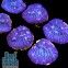 Echinophyllia Sp. Aussie Blue Chalice coral Чалис синий