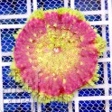 Mini Maxi Pink Carpet ANEMONE Розовый ковровый анемон