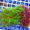 ULTRA AUSSIE Euphyllia glabrescens RARE Bicoloured Purple / Green Tip Австралийская Эуфиллия факельная ультра двухцветная