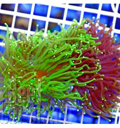 ULTRA AUSSIE Euphyllia glabrescens RARE Bicoloured Purple / Green Tip Австралийская Эуфиллия факельная ультра двухцветная