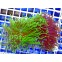 ULTRA AUSSIE Euphyllia glabrescens RARE Bicoloured Purple / Green Tip Австралийская Эуфиллия факельная ультра двухцветная