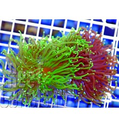 ULTRA AUSSIE Euphyllia glabrescens RARE Bicoloured Purple / Green Tip Австралийская Эуфиллия факельная ультра двухцветная