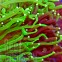 ULTRA AUSSIE Euphyllia glabrescens RARE Bicoloured Purple / Green Tip Австралийская Эуфиллия факельная ультра двухцветная