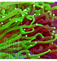 ULTRA AUSSIE Euphyllia glabrescens RARE Bicoloured Purple / Green Tip Австралийская Эуфиллия факельная ультра двухцветная